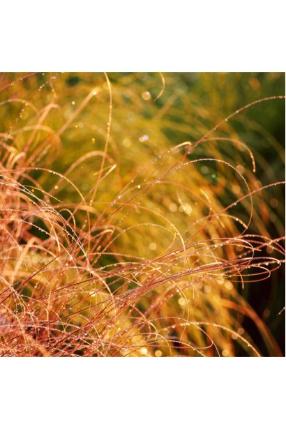 Осока волосовидна `Бронз Перфекшн`